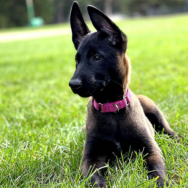 Black Belgian Malinois puppy